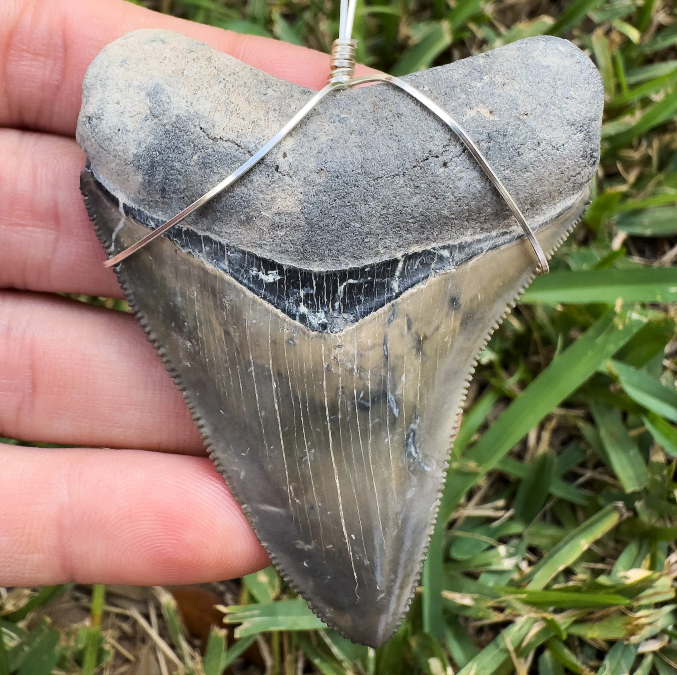 Megalodon Shark Teeth Necklaces | (Extremely Rare Florida Colors)