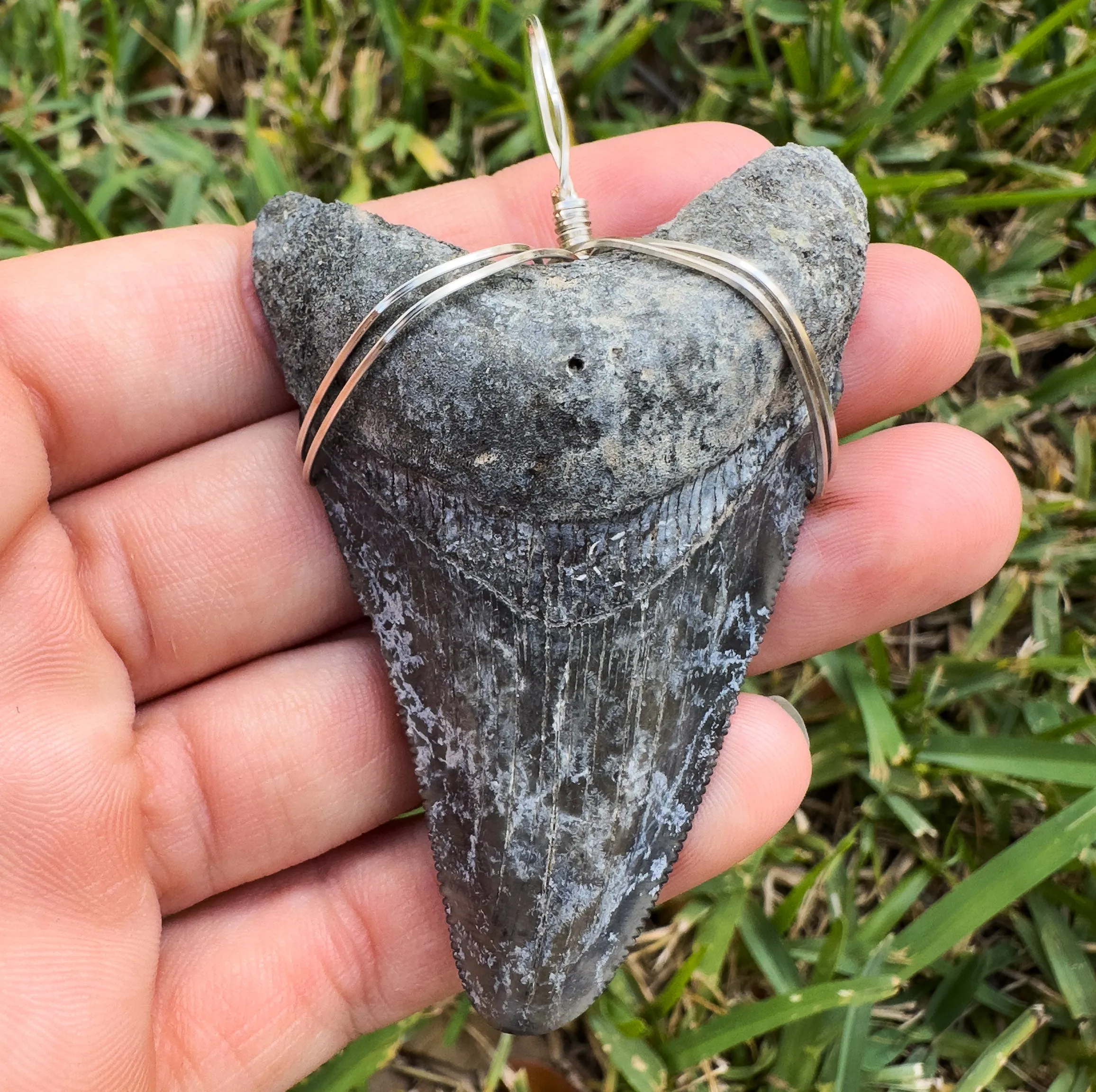 Megalodon Shark Teeth Necklaces | (Extremely Rare Florida Colors)