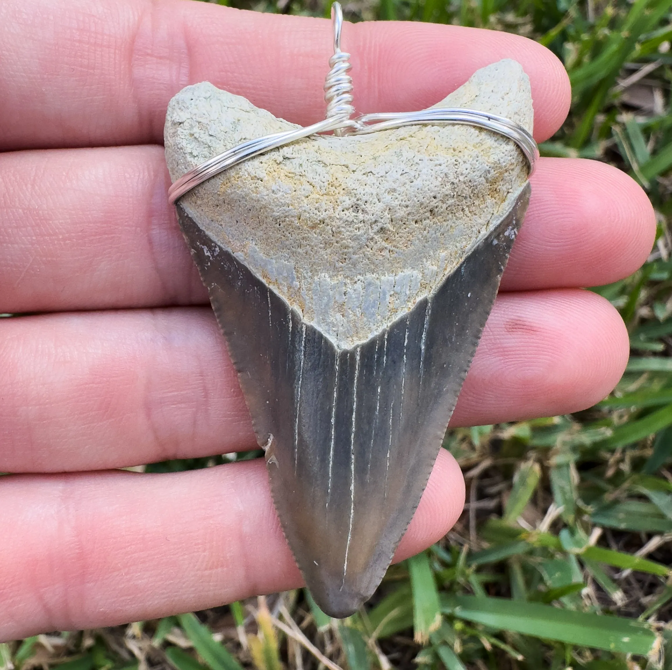 Megalodon Shark Teeth Necklaces | (Extremely Rare Florida Colors)