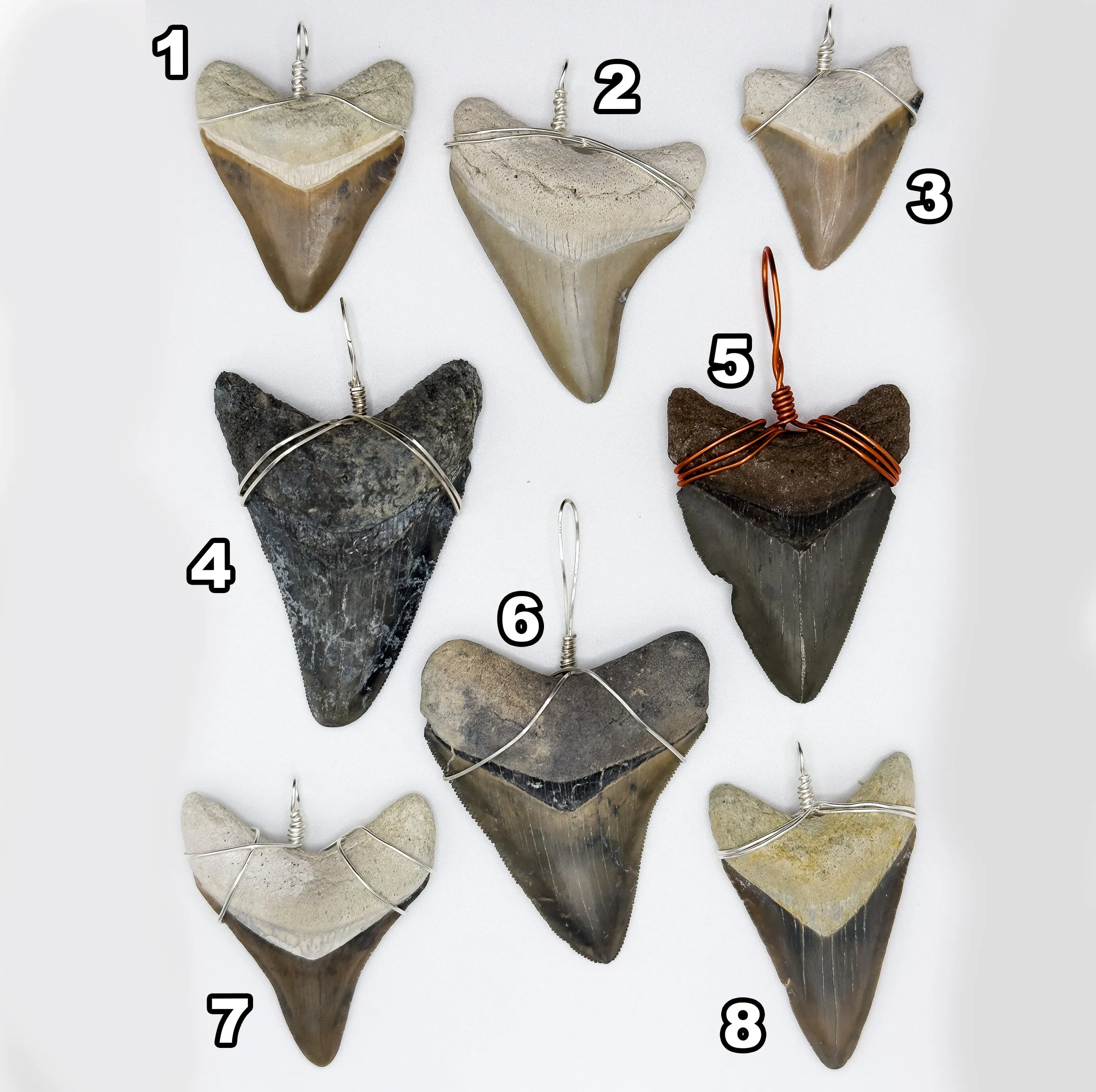 Megalodon Shark Teeth Necklaces | (Extremely Rare Florida Colors)