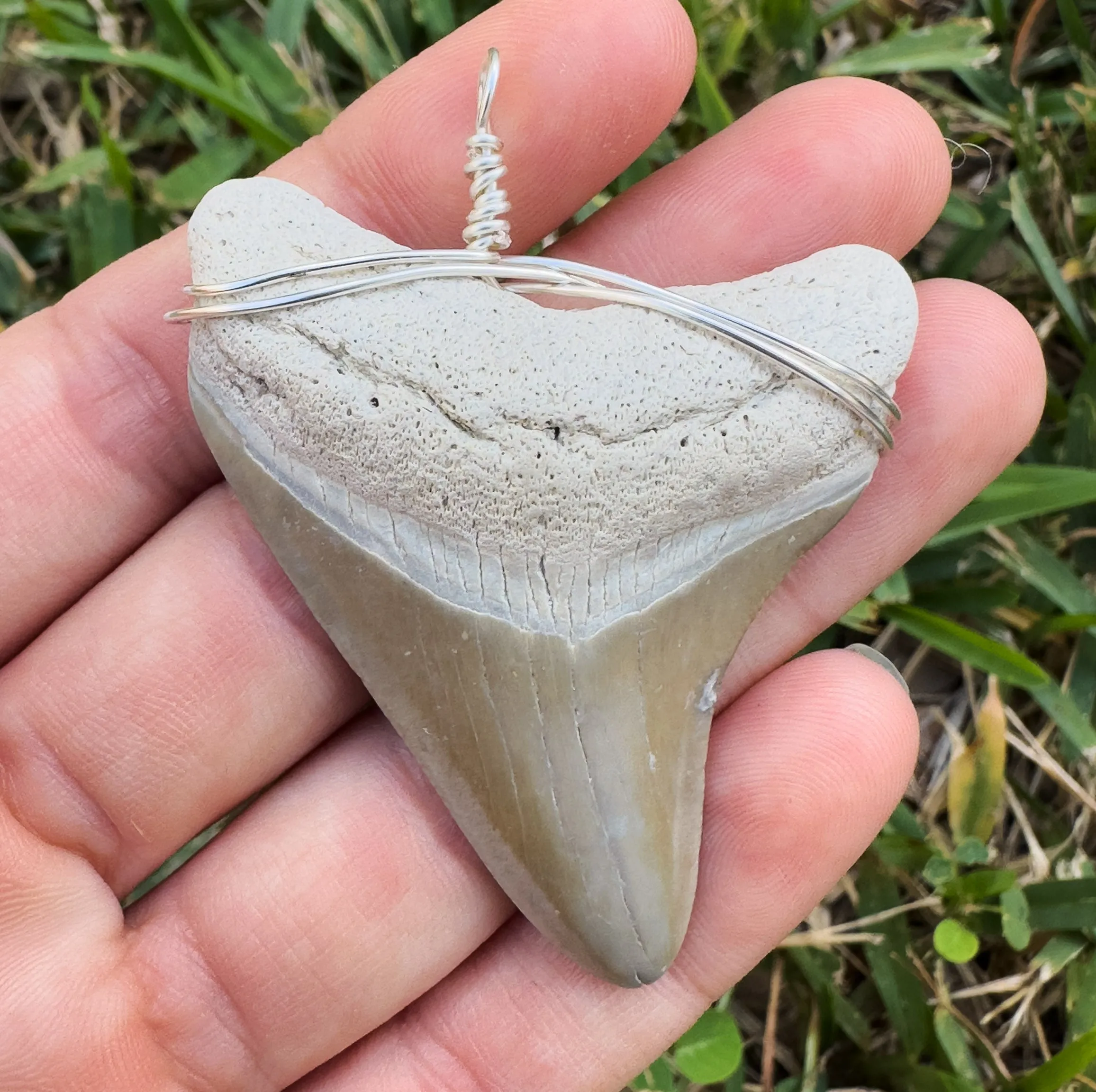 Megalodon Shark Teeth Necklaces | (Extremely Rare Florida Colors)