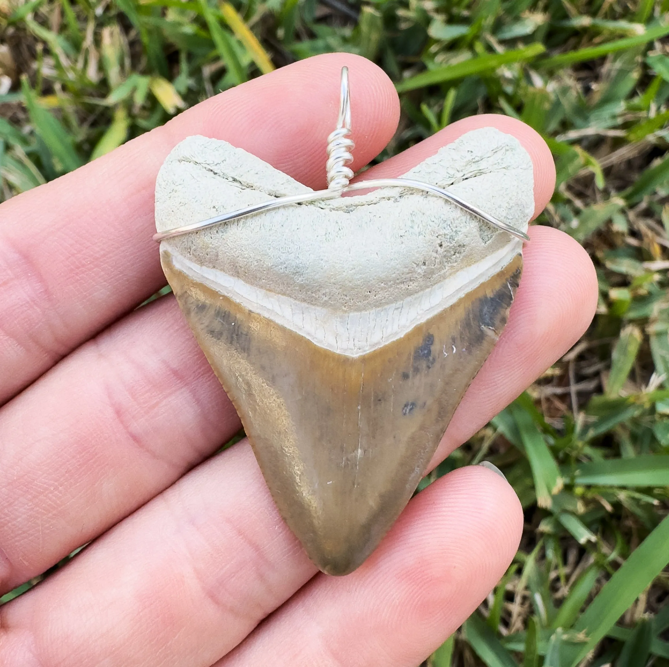 Megalodon Shark Teeth Necklaces | (Extremely Rare Florida Colors)