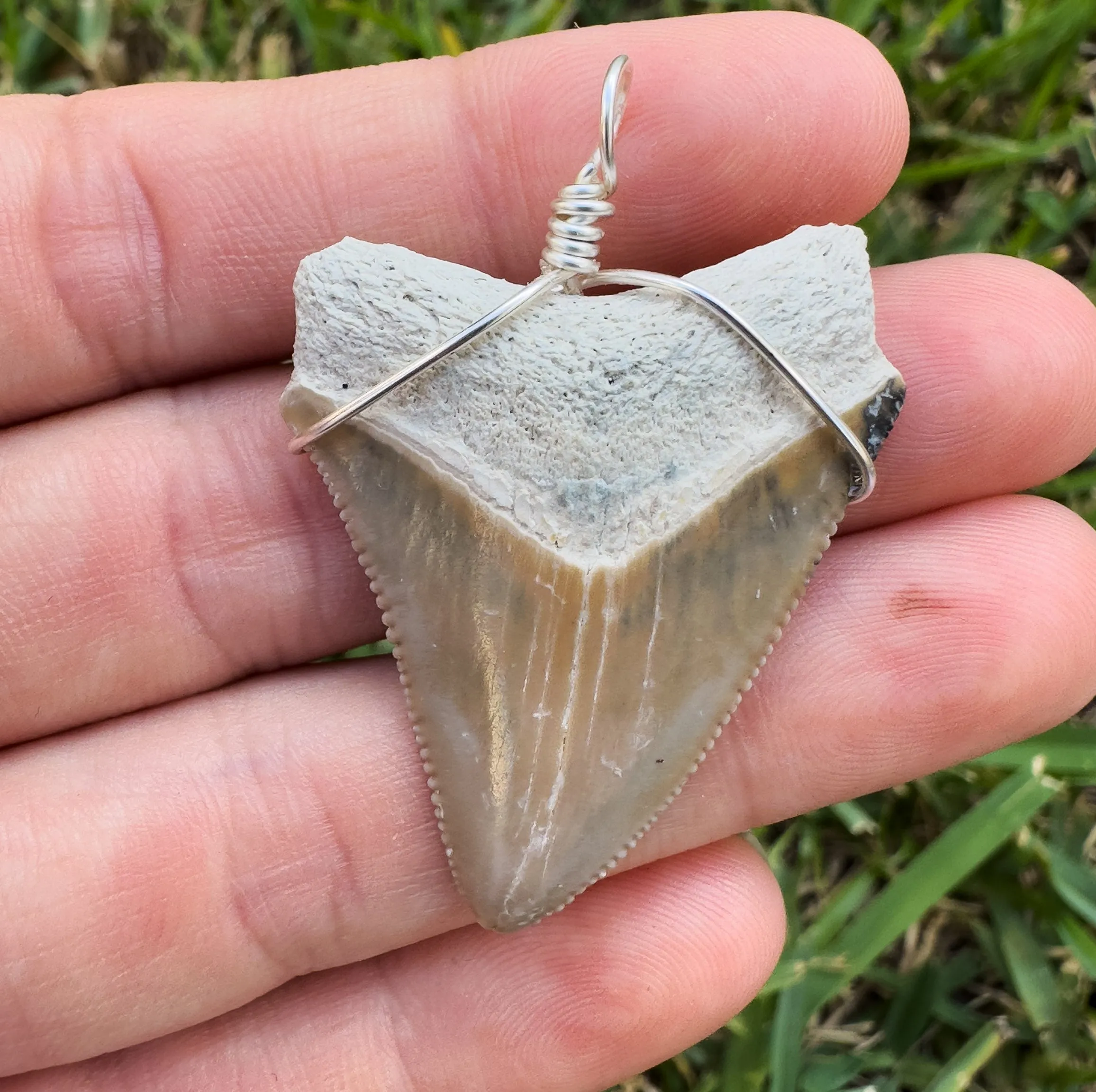 Megalodon Shark Teeth Necklaces | (Extremely Rare Florida Colors)